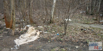 Pracownicy Urzędu Miasta Ząbki posprzątali las